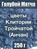 Анчан голубой матча, цветы Клитории тройчатой Анчан голубой матча, цветы Клитории тройчатой