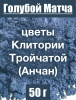 Анчан голубой матча, цветы Клитории тройчатой Анчан голубой матча, цветы Клитории тройчатой